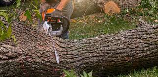 Cullman, AL Tree Services Company